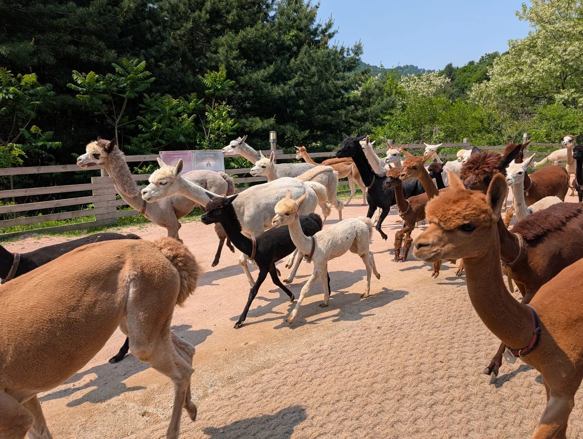 A herd of brown, black, white and cream alpacas trotting across a dirt yard at Alpaca World in Hongcheon, South Korea, with pine trees and a wooden fence behind them