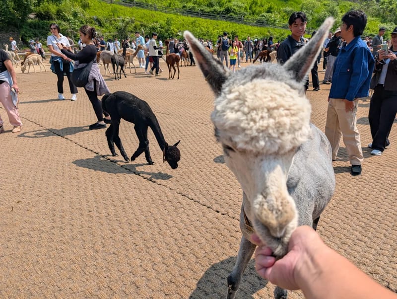 Gray alpaca with a fluffy topknot eating pellets from a visitor's hand in the crowded feeding yard at Alpaca World, Hongcheon, South Korea