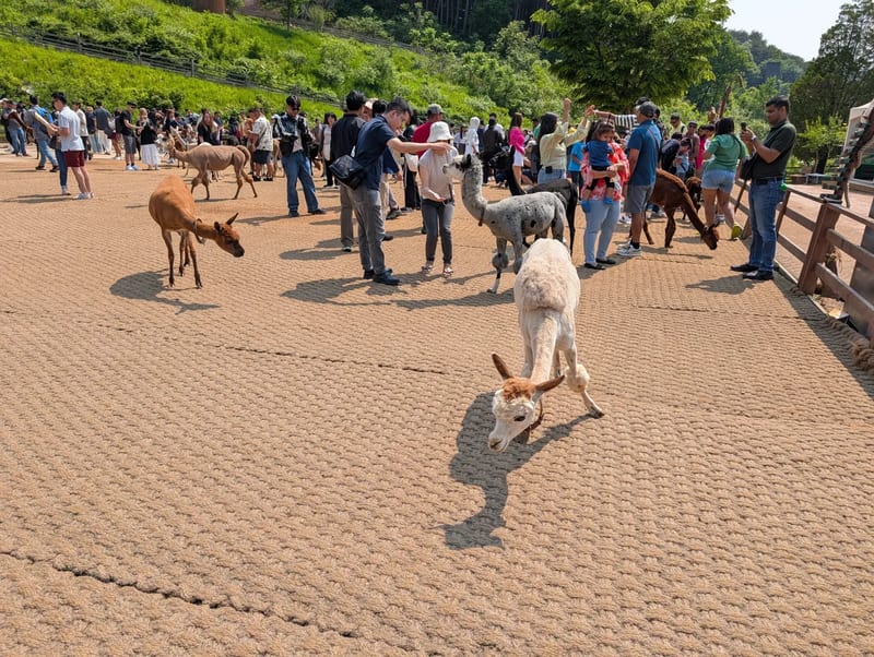 Cream alpaca walking across the sunny feeding yard at Alpaca World in Hongcheon, South Korea, as visitors feed other alpacas along the fence