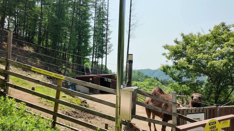 Bactrian camels behind a wooden gate and yellow warning sign at the far end of Alpaca World, Hongcheon, South Korea, with pine forest and green hills behind