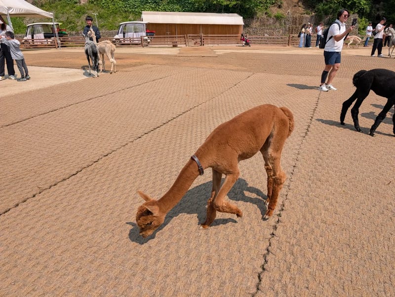 A brown alpaca with a collar bending its neck down to graze on the patterned paving of the feeding yard at Alpaca World in Hongcheon, South Korea