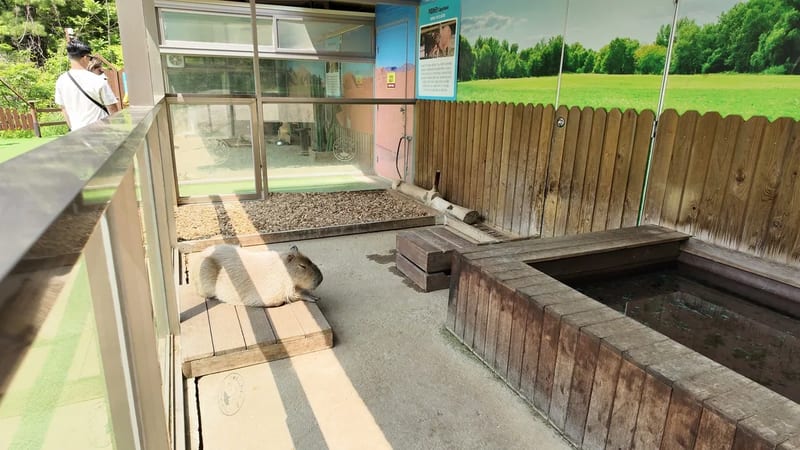 A capybara resting on a wooden platform beside a pool in its enclosure at Alpaca World, Hongcheon, South Korea