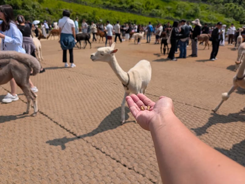 An open hand holding feed pellets toward a white alpaca in the crowded feeding yard at Alpaca World in Hongcheon, South Korea