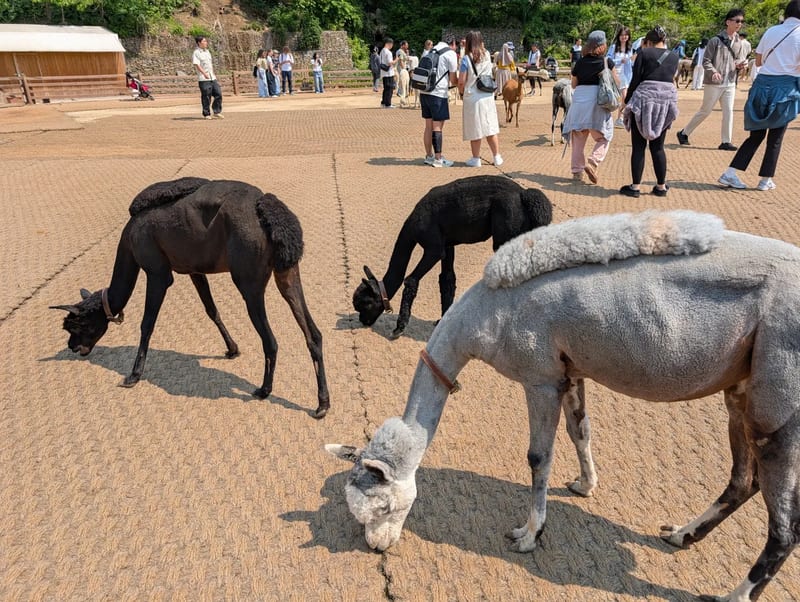 Black and gray shorn alpacas grazing on the paving of the feeding yard at Alpaca World, Hongcheon, South Korea, with visitors behind a fence