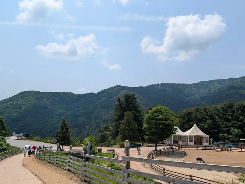 View from the high path over the Alpaca World loop in Hongcheon, South Korea, with a white tent by the yard and forested Gangwon mountains under a blue sky