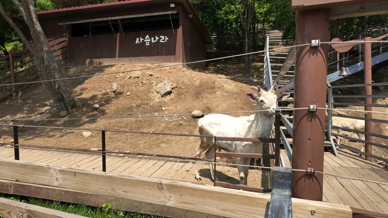 A white fallow deer standing at a rope fence beside a wooden walkway in Deer Land at Alpaca World, Hongcheon, South Korea
