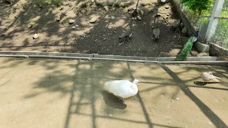 A white peafowl walking across a shaded dirt area in Peacock World at Alpaca World, Hongcheon, South Korea, with a blue peacock and peahens behind a low wall