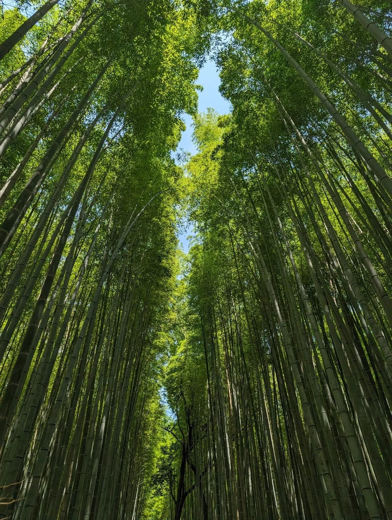 Low-angle view of towering bamboo stalks in Arashiyama Bamboo Grove, Kyoto, Japan.