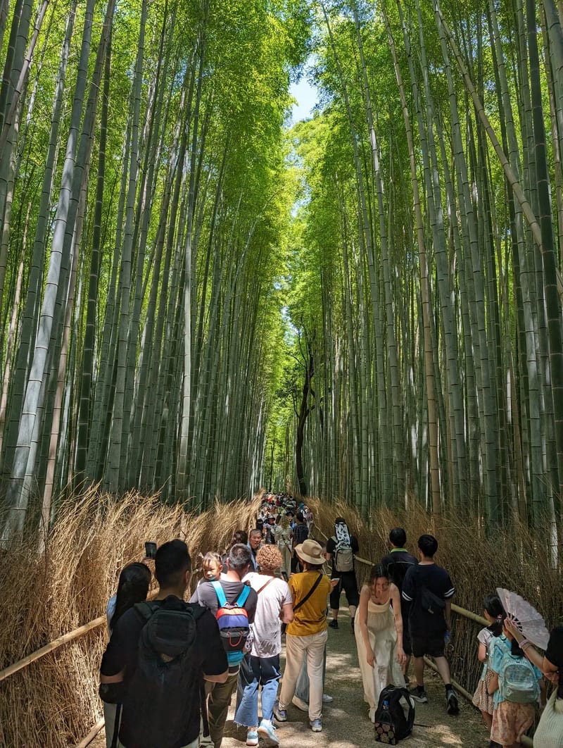 Crowded path through the towering Arashiyama Bamboo Grove in Kyoto, Japan.