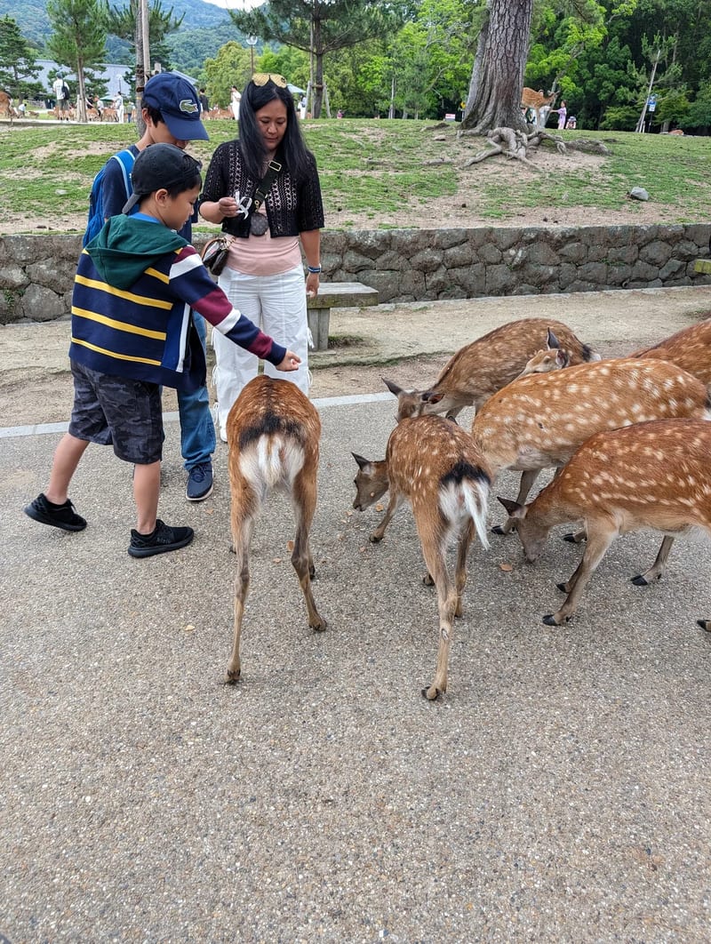 Child interacting with spotted deer in Nara Park, with family watching in Nara, Japan.