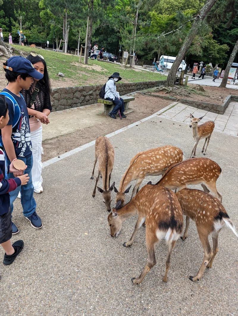 Group of people feeding spotted deer on a paved path in Nara Park, Japan.