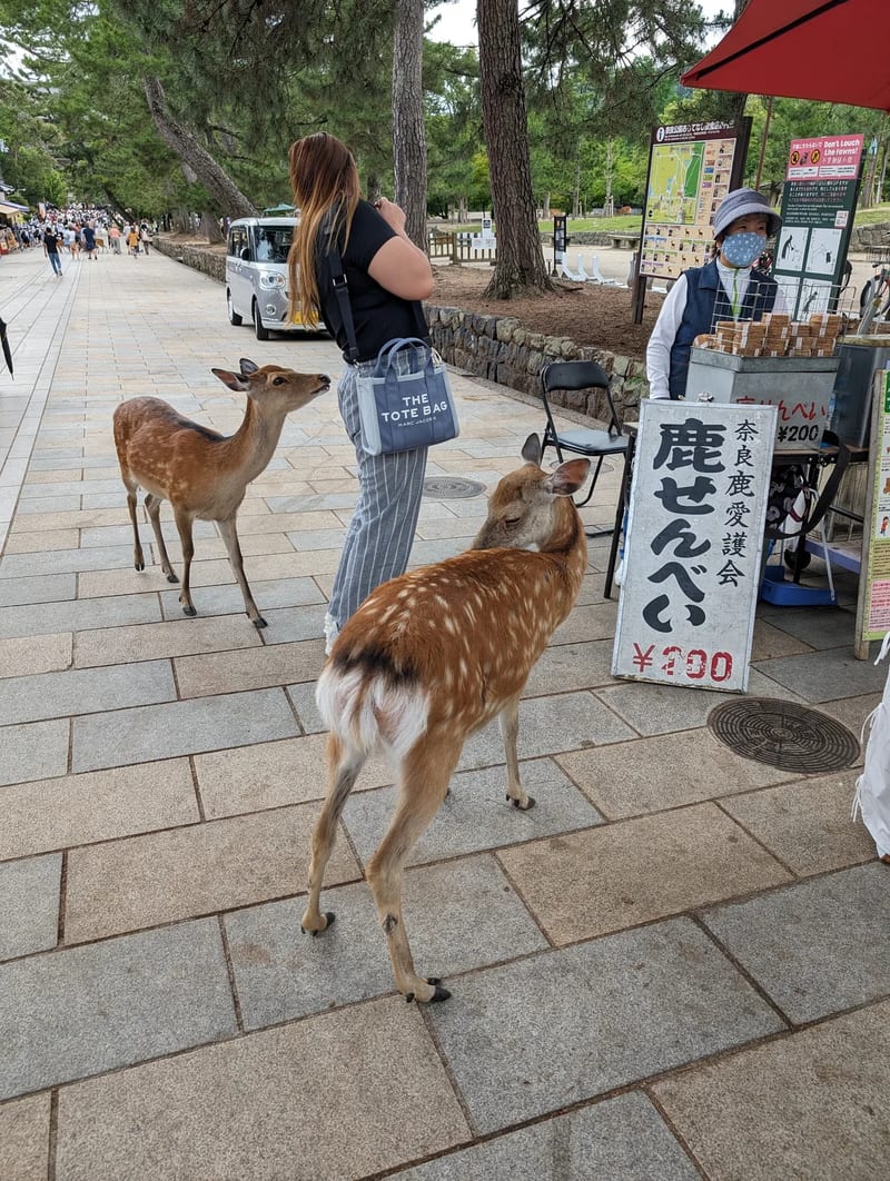 Two spotted deer on a paved path in Nara Park with a woman and vendor stall in Nara, Japan.