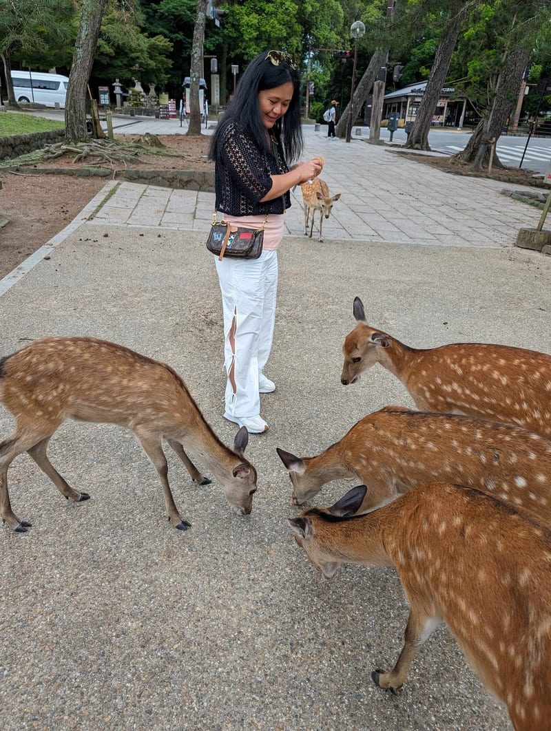 Woman feeding multiple spotted deer in Nara Park, Japan.
