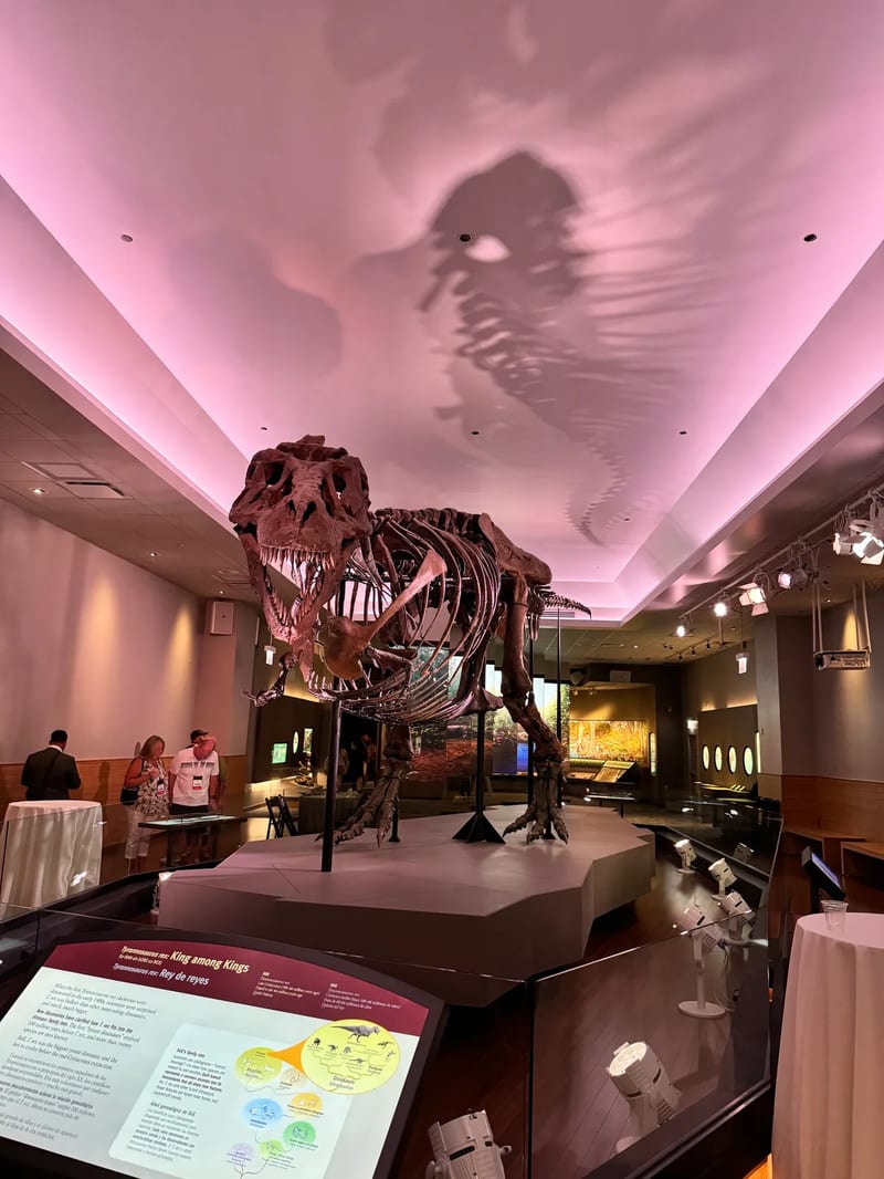Tyrannosaurus Rex skeleton at the Field Museum in Chicago, Illinois dramatically lit in pink and purple with shadow on the ceiling