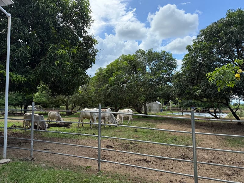 Horses grazing in a fenced paddock under mango trees with mountains behind