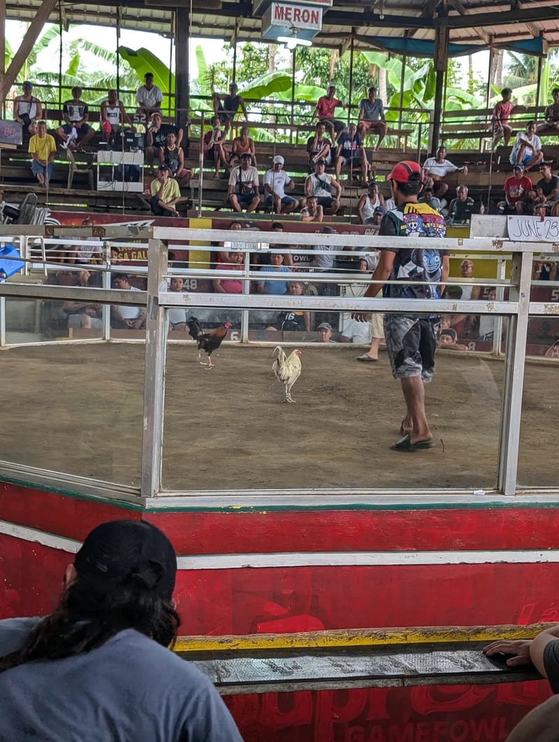 Two roosters in the center of the cockfighting pit at a coliseum in Liliw, Laguna, Philippines, with a handler nearby and spectators in the tiered seating.