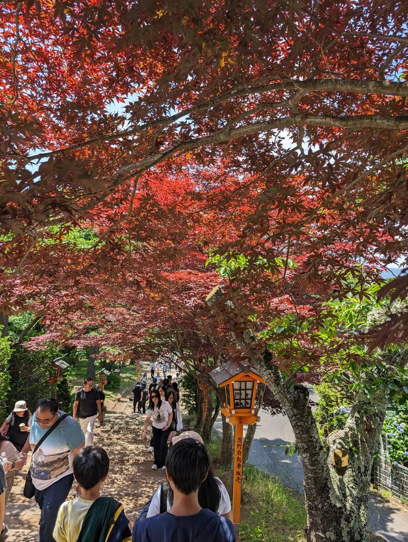 Maple tree path with stone lanterns leading up to Chureito Pagoda in Fujiyoshida, Yamanashi, Japan.