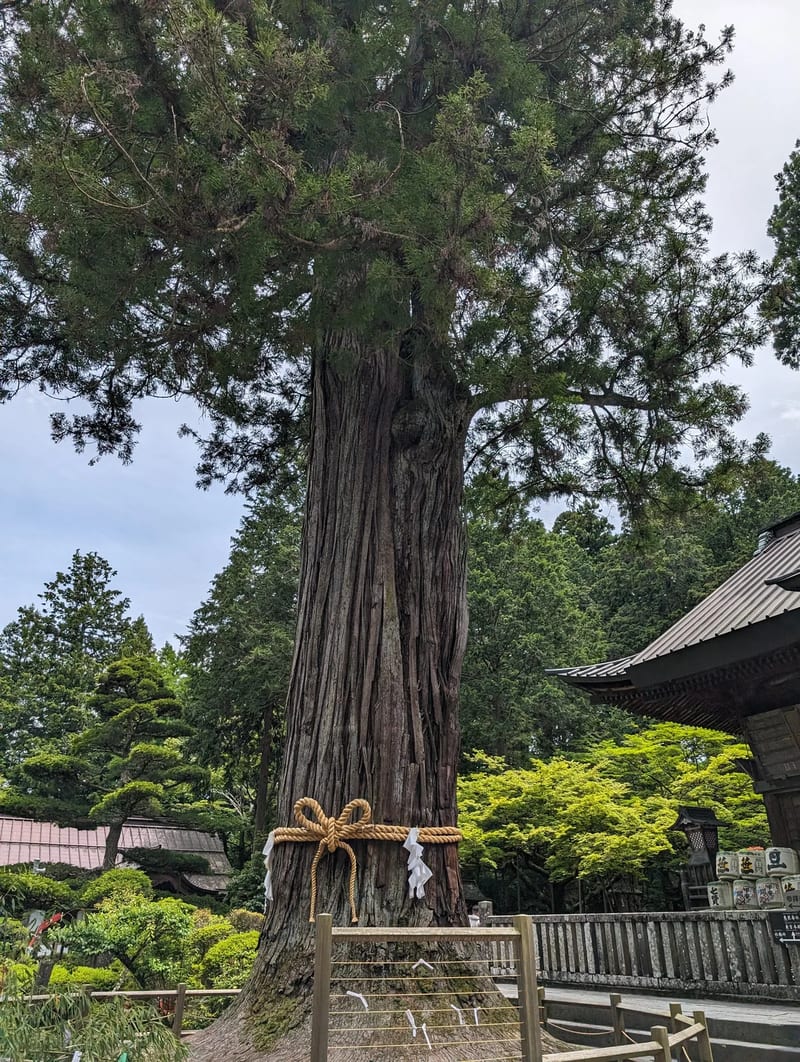 The sacred tree at Fuji Sengen-Jinja Shrine — Fujiyoshida, Yamanashi, Japan. The shimenawa rope marks it as a spiritual site. Massive sacred cedar tree wrapped in shimenawa rope at Fuji Sengen-Jinja Shrine, Fujiyoshida, Yamanashi, Japan.