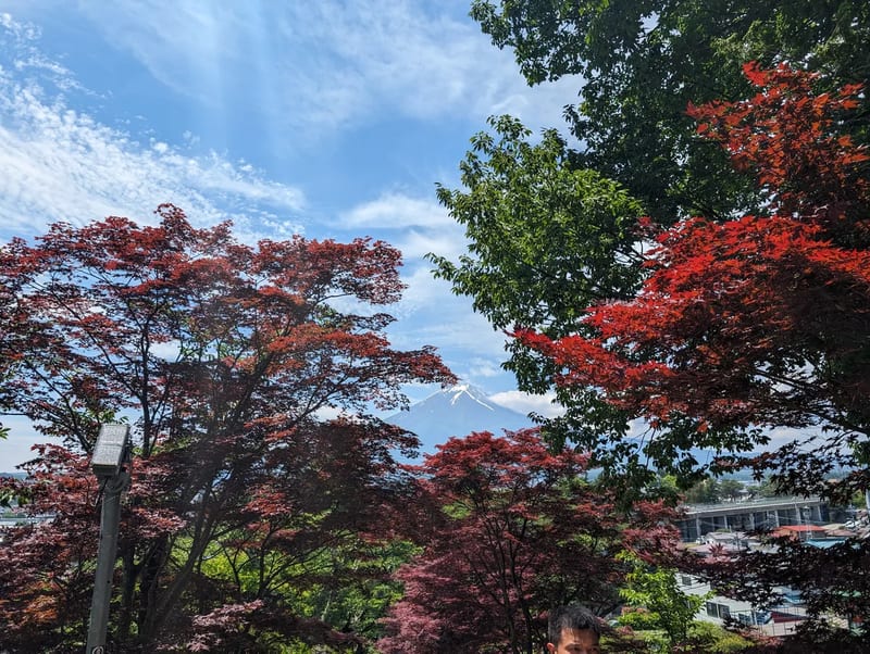 Mount Fuji from Arakurayama Sengen Park — Fujiyoshida, Yamanashi, Japan Mount Fuji framed by red and green maple trees at Arakurayama Sengen Park, Fujiyoshida, Yamanashi, Japan.